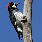 Acorn Woodpecker thumbnail