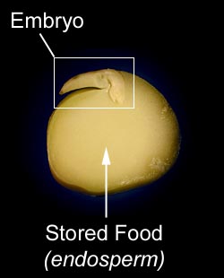 embryo,<br />
stored food