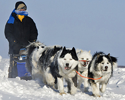 A team of sled dogs pulling their musher and sled through the snow