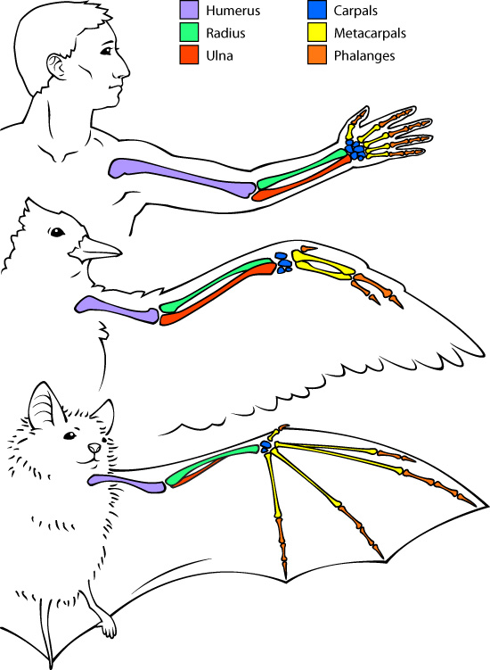 bat, bird, human bone comparison illustration