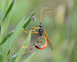 Parasitoid wasp with caterpillar