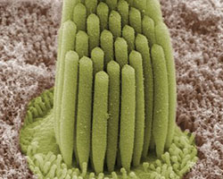 Stereocilia in a frog ear