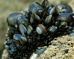 Clump of blue mussels