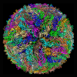 A colored illustration showing the structure of the virus that causes Japanese encephalitis.