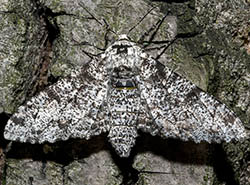 Light form of peppered moth