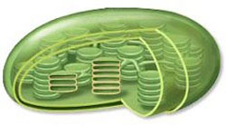 Chloroplast model