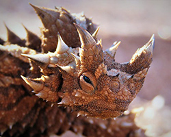 Thorny devil, a spiky lizard found in Australia