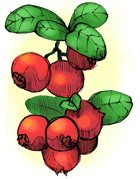 cranberry sketch