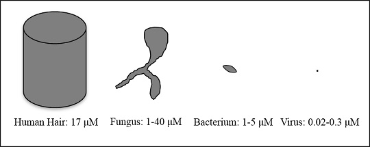 Pathogen size comparison