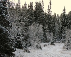 Conifers in the snow boreal forest