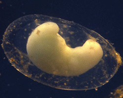 Newt embryo