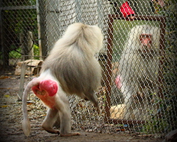 A baboon doing a mirror test