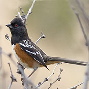 Spotted Towhee thumbnail