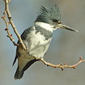 Belted Kingfisher thumbnail