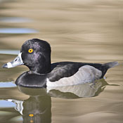 Ring-necked Duck thumbnail