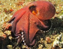 Veined octopus Amphioctopus marginatus