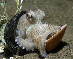 Veined octopus in shell.