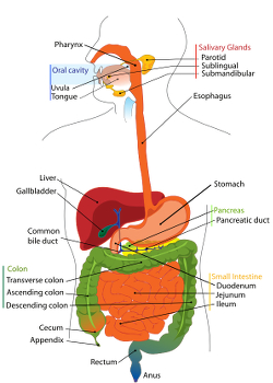 Diagram of the human gastrointestinal tract