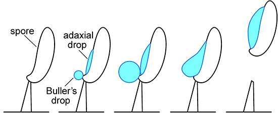 An illustration showing the formation of a water droplet on a mushroom spore.