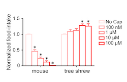Food intake graph mice vs tree shrews