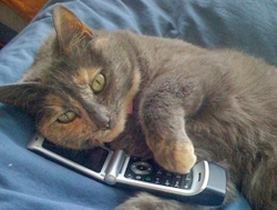 Cat on Phone