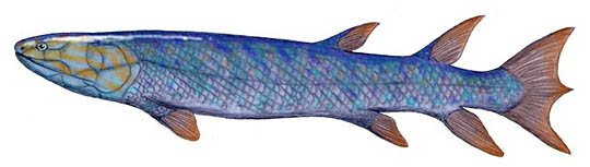 Eusthenopteron foordi, a lobe-finned fish from the Late Devonian of Canada, pencil drawing