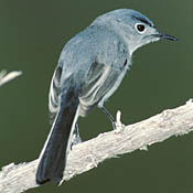 blue_gray_gnatcatcher.jpg blue_gray_gnatcatcher.jpg