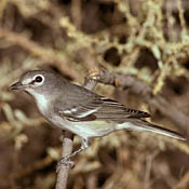plumbeous_vireo.jpg plumbeous_vireo.jpg