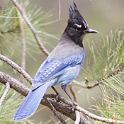 stellers_jay.jpg stellers_jay.jpg