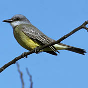 tropical_kingbird.jpg tropical_kingbird.jpg
