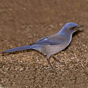 western_scrub_jay.jpg western_scrub_jay.jpg