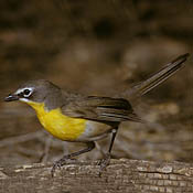 yellow_breasted_chat.jpg yellow_breasted_chat.jpg