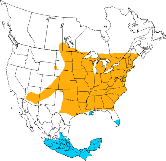 painted bunting range www imgkid com the image kid has it painted bunting range www imgkid com the image kid has it