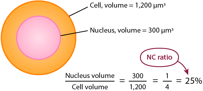 A cell and the nucelus, showing how to use the volume of the nucleus and volume of the cell to calculate the NC ratio.