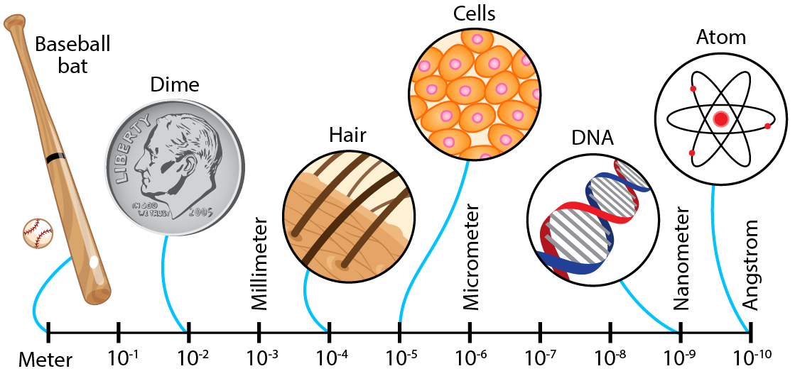 A scale bar showing items of different size from a baseball bat to cells and atoms