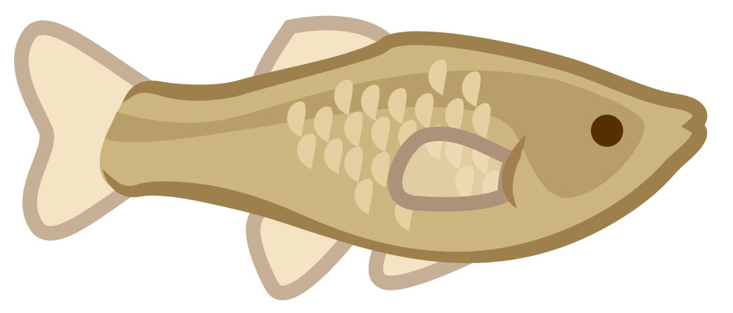 A mosquitofish