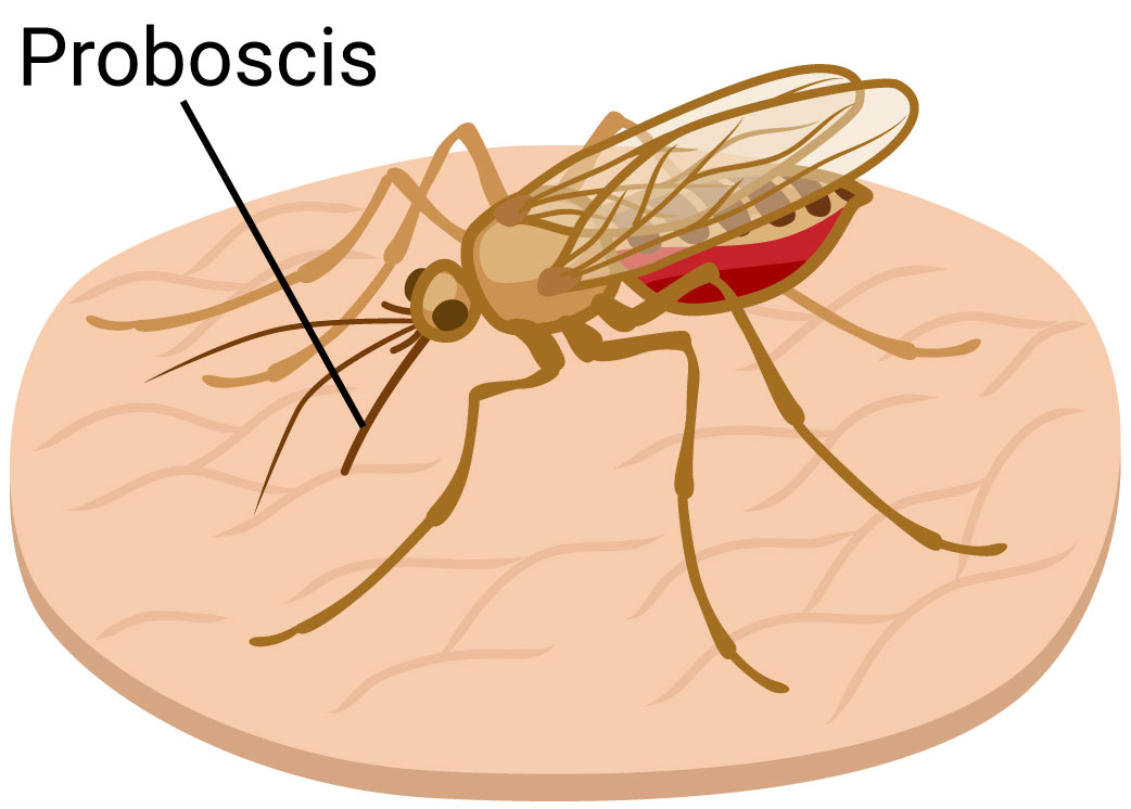 Adult mosquito on skin with proboscis labeled.