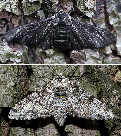 light and dark peppered moth