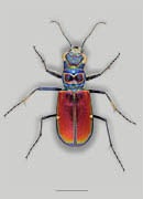 Beautiful Tiger Beetle image