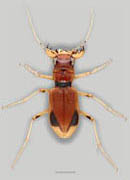 Klug's Xanthine Tiger Beetle image