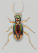 Carolina Metallic Tiger Beetle image