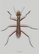 Gounell's Trunk Tiger Beetle image