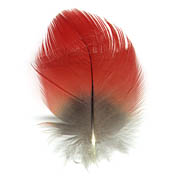 Scarlet Macaw feather image