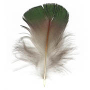 Lady Amshert's Pheasant feather image