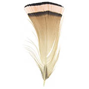 Golden Pheasant feather image