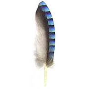 Eurasian Jay feather image