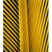 Blue Gold Macaw magnified feather image-bottom view