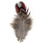 Temminck's Tragopan Pheasant feather image