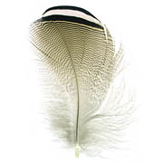 Wood Duck feather image