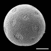 Pollen Grain S.E.M - &lt;em&gt; Liquidambar styraciflua&lt;/em&gt; - Sweetgum